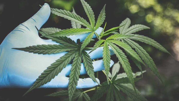 The Growing Economic Impact of Legalized Marijuana
