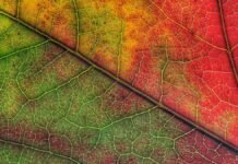 Photosynthesis A vibrant green leaf soaking up sunlight, representing the process of photosynthesis.