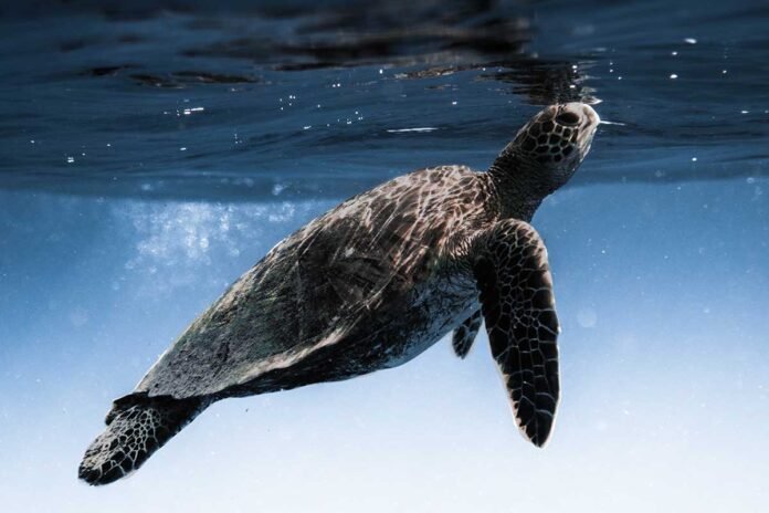 Ancient Sea Turtle's DNA Discovered