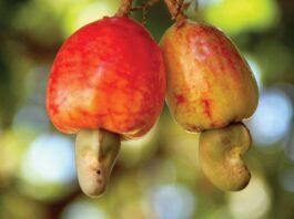 Big Win for Goa: GI Tag for Goan Cashew the famous Goan cashew has clinched a Geographical Indication (GI) tag