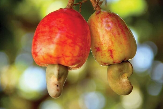 the famous Goan cashew has clinched a Geographical Indication (GI) tag