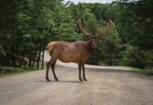 Climate Change Forces Animals to Find New Homes A recent study published in the journal Nature Ecology & Evolution reveals how extreme weather, intensified by climate change, is pushing both local and foreign species out of their usual habitats.