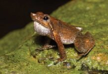 Western Ghats’ Dancing Frogs in Peril Due to Climate Change, Study Reveals Western Ghats' Dancing Frogs in Peril Due to Climate Change, Study Reveals