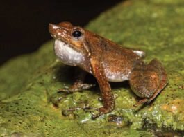 Western Ghats' Dancing Frogs in Peril Due to Climate Change, Study Reveals