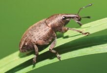 Fungus Power: Natural Defense Against Eucalyptus Beetle Threat Scientists have found a special fungus that naturally fights against the troublesome eucalyptus snout beetle
