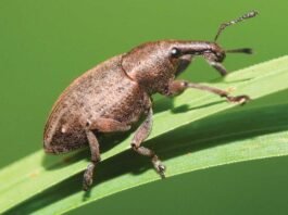 Scientists have found a special fungus that naturally fights against the troublesome eucalyptus snout beetle