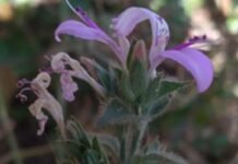 New fire-resistant plant species discovered in the Western Ghats New fire-resistant plant species discovered in the Western Ghats