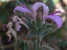 New fire-resistant plant species discovered in the Western Ghats