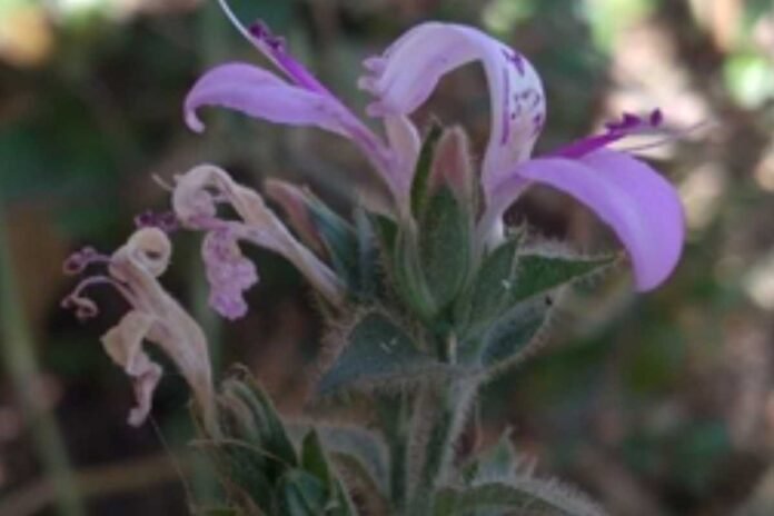 New fire-resistant plant species discovered in the Western Ghats