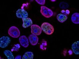 Animals That Can Technically Survive in Space (No, Really)