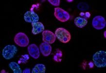 Best Microscopes for Home Use in 2026: See the Invisible World