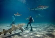 10 of the Most Bizarre Deep Sea Creatures Ever Discovered