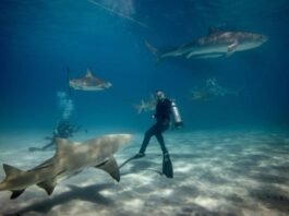 10 of the Most Bizarre Deep Sea Creatures Ever Discovered